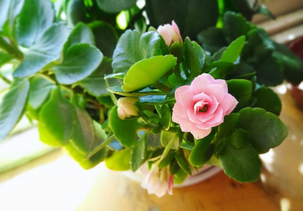 10种公认客厅最好养的花,适合客厅养的懒人花