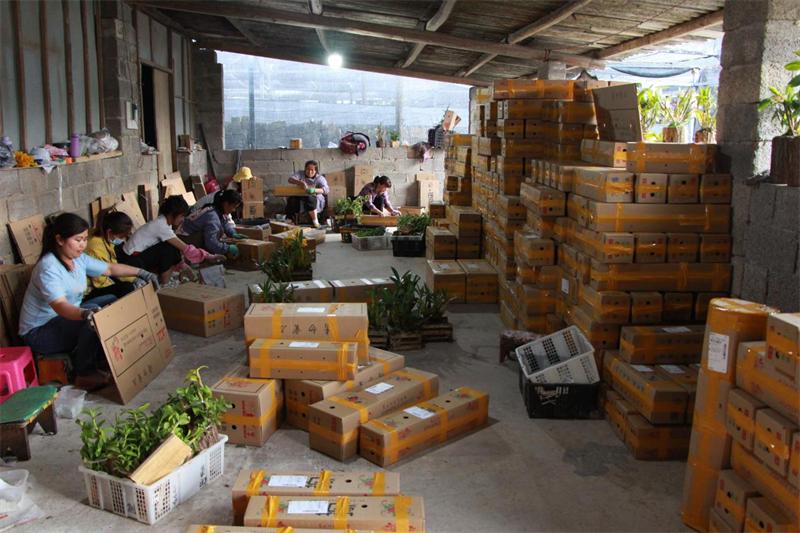 云南90后发家致富,云南90后回村网红