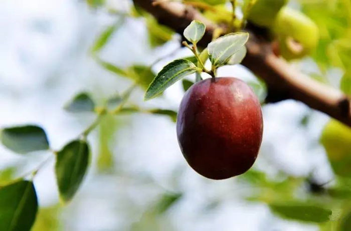 大枣红的季节,青枣变红是什么季节