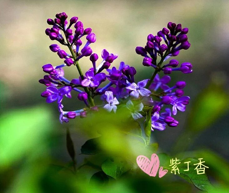 100种花草图片欣赏,50种花草图片大全