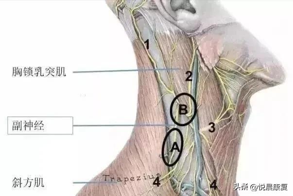 副神经的解剖功能,副神经解剖