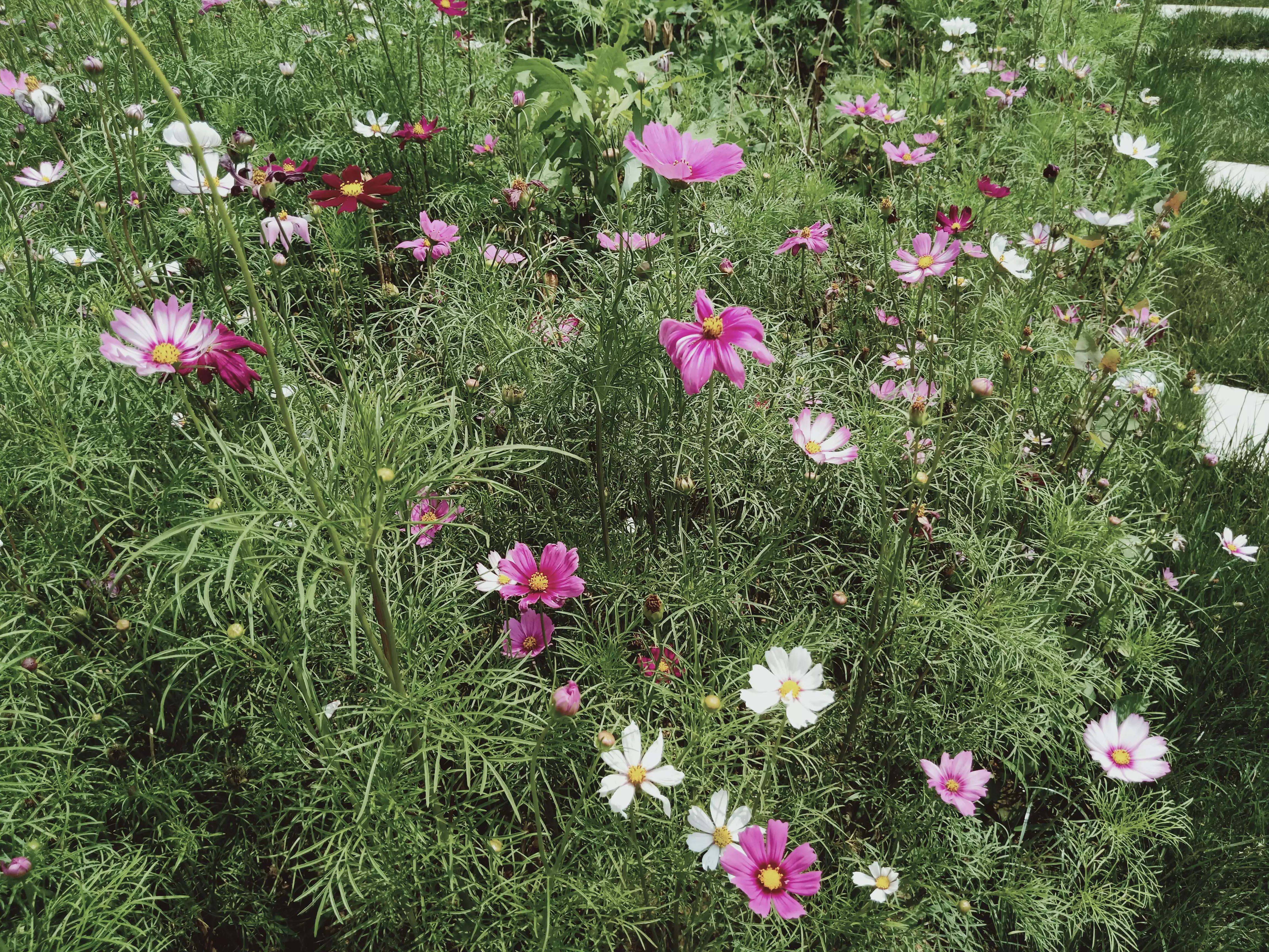 江南梅雨季杨梅,江南梅雨季节的句子