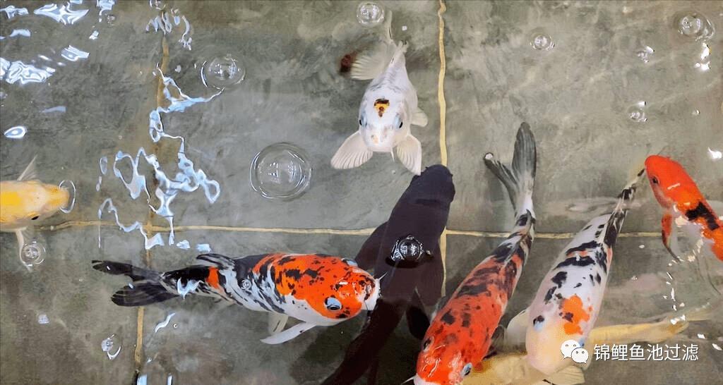 自己养的锦鲤长得慢,缸养锦鲤鱼为什么长得慢