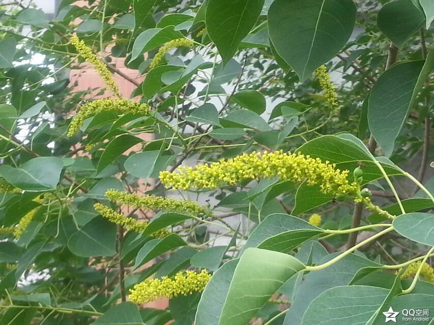 乌桕白蜡,乌桕树春天叶子颜色