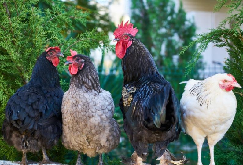 鸡黑色粪便吃什么药,鸡拉黑色稀粪便是怎么回事