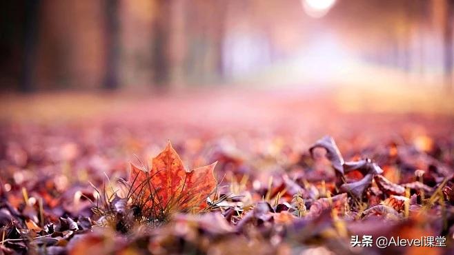 apalevel经济教材,a-level课程与ap课程的区别在哪里