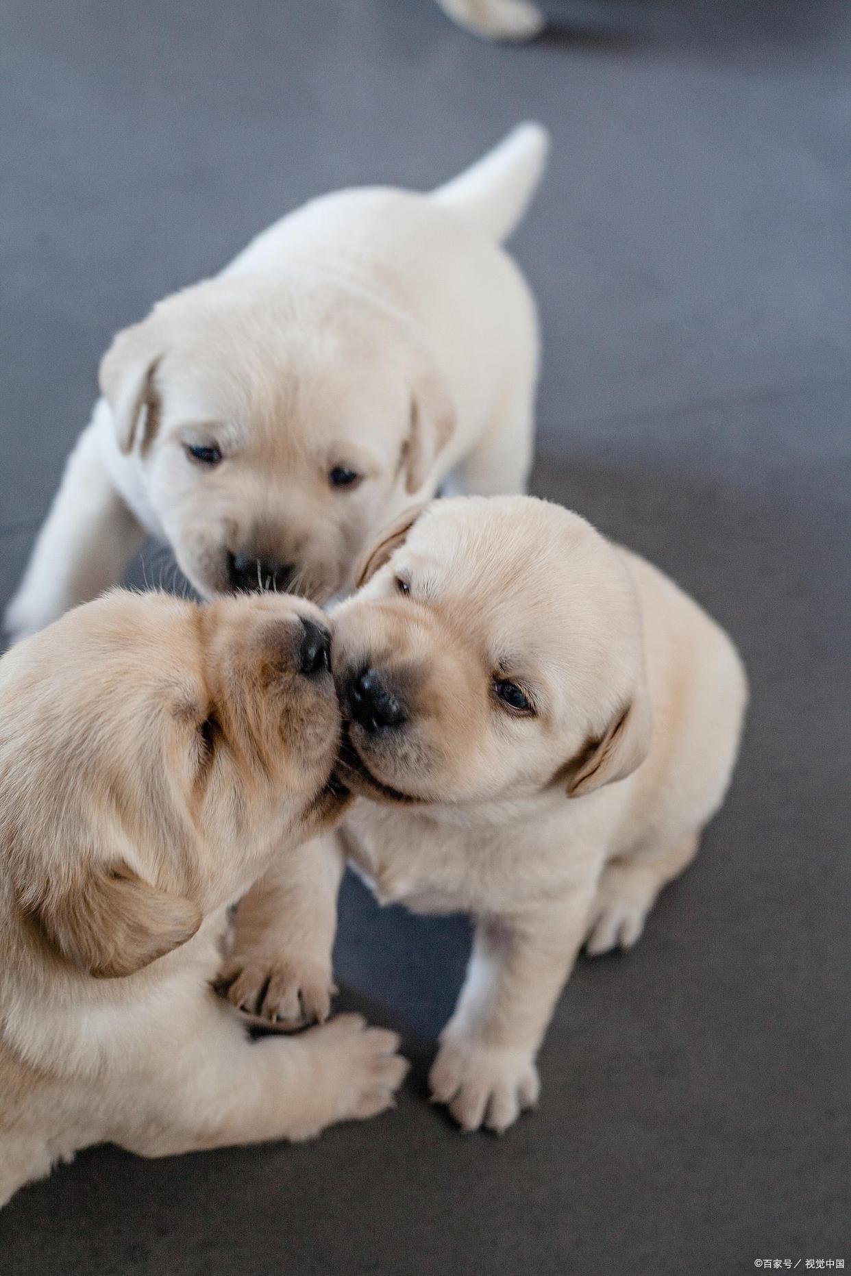 纯拉布拉多犬的特征,拉布拉多超长介绍视频