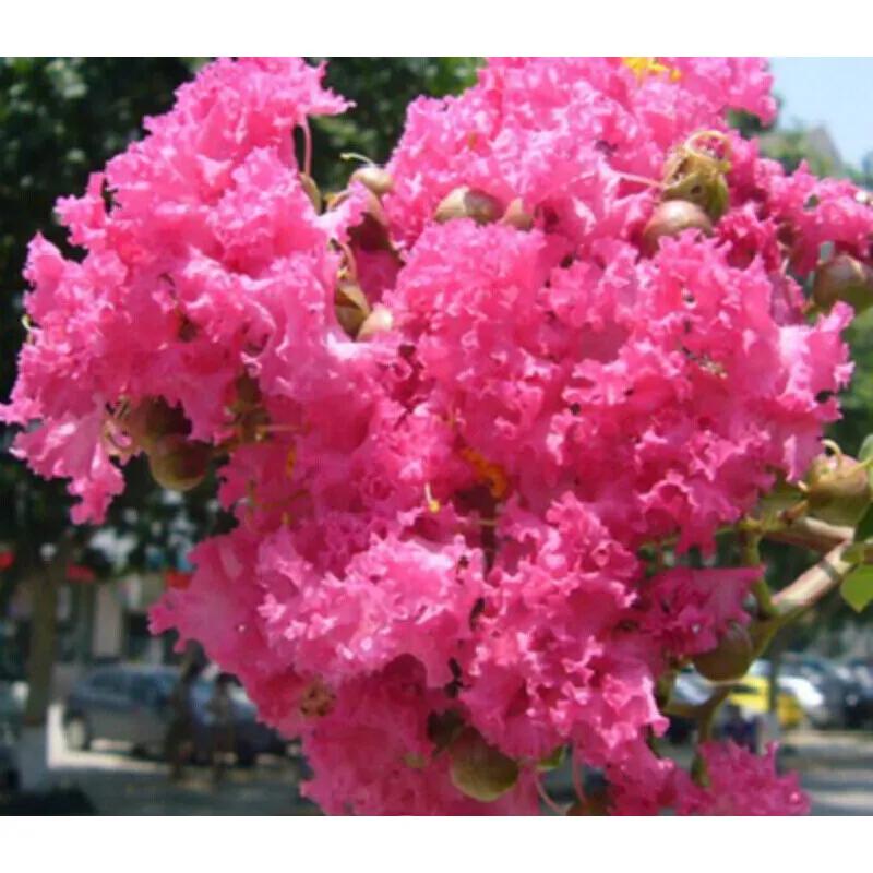 一花一世界一念一佳人的图片,一花一世界一叶一春秋图片