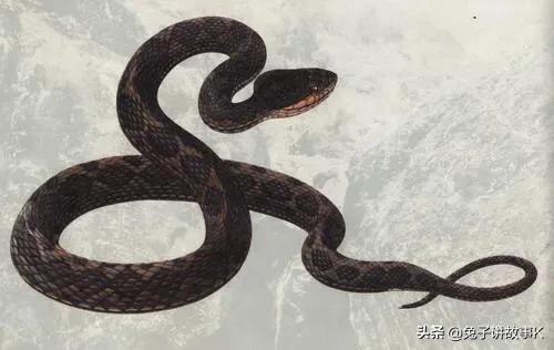 蛇蜕皮的过程,蛇为什么蜕皮