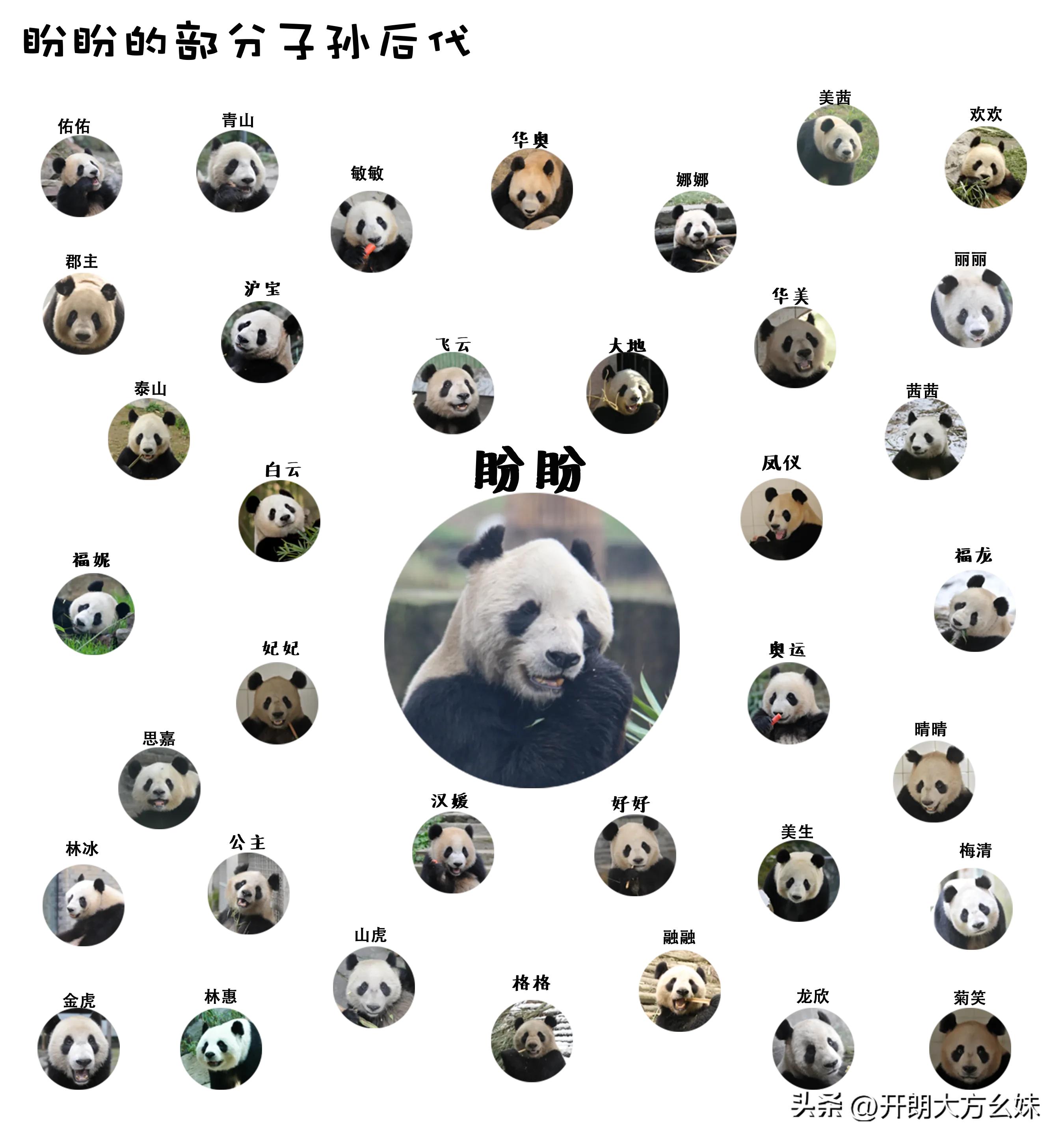 大熊猫盼盼有几个孩子,功勋大熊猫盼盼