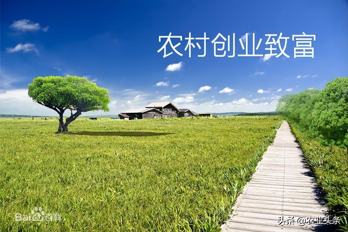 农村十大冷门赚钱行业排行榜,农村冷门生意赚钱项目有哪些