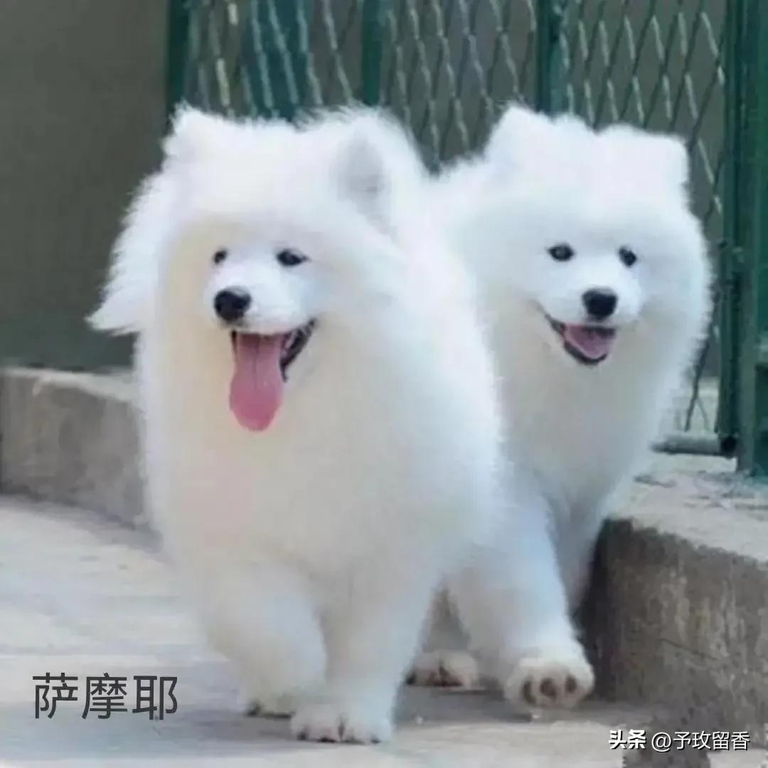 狗的种类常见宠物狗的品种及特点,宠物狗种类及特点