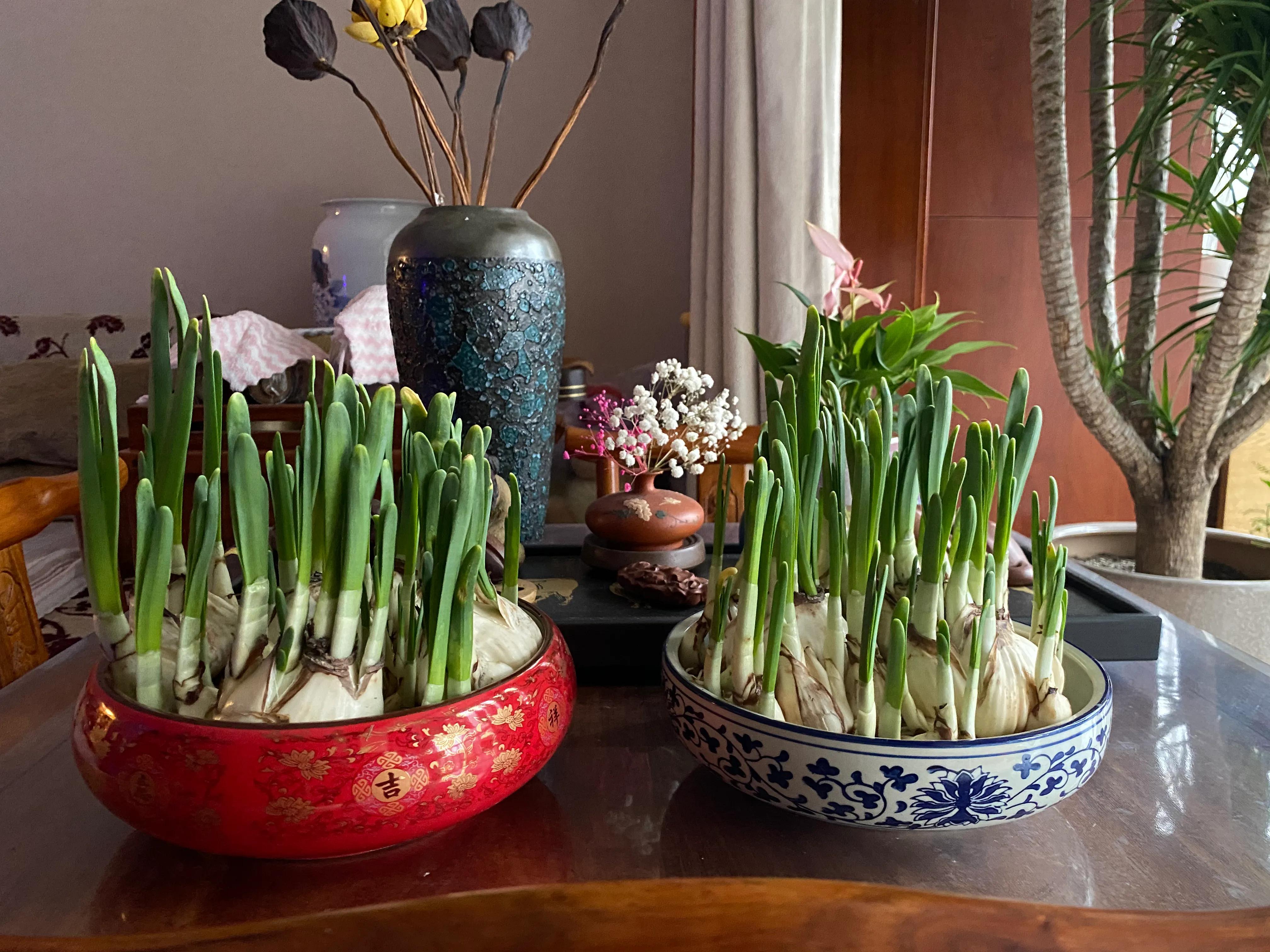 水仙花开迎春节,水仙花开财满福来