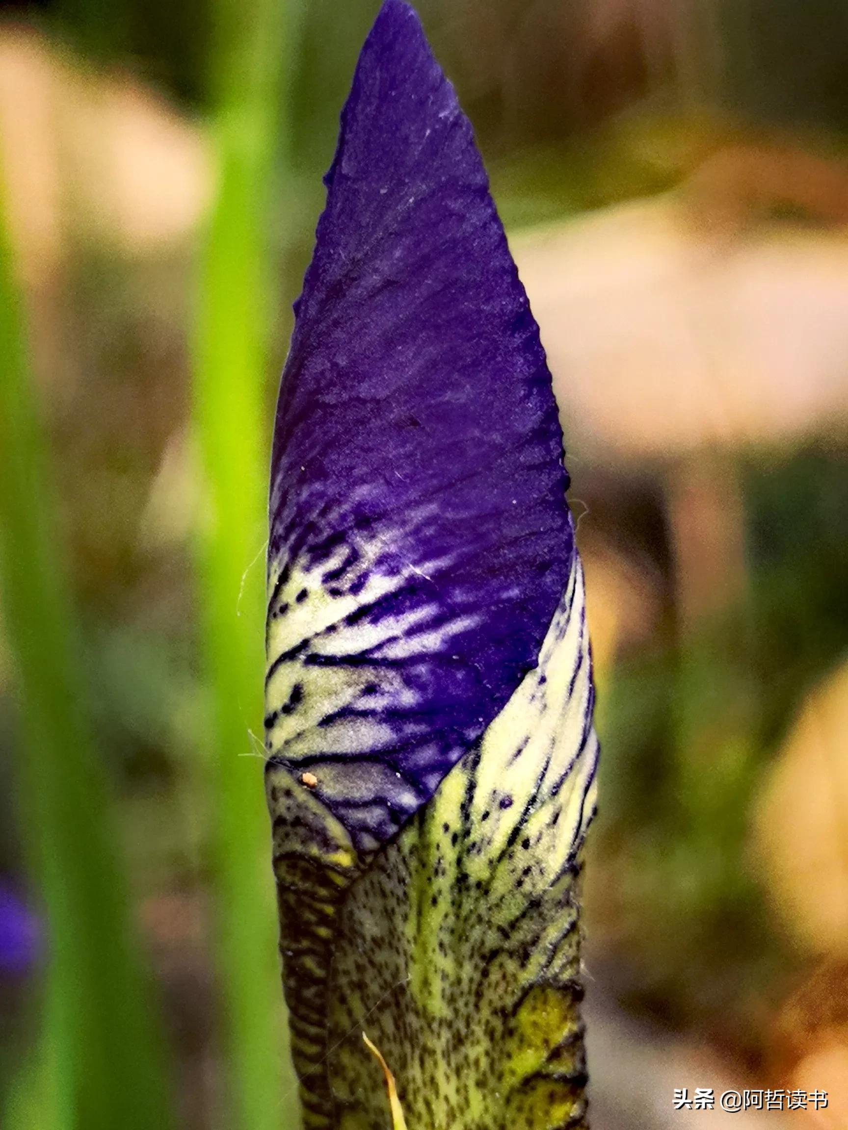 婀娜多姿鸢尾花,鸢尾花婀娜多姿