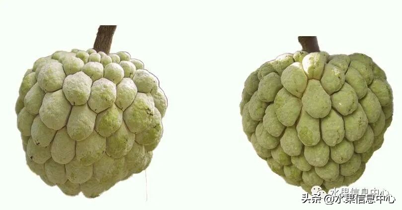 榴莲释迦又叫什么,释迦图片高清大图