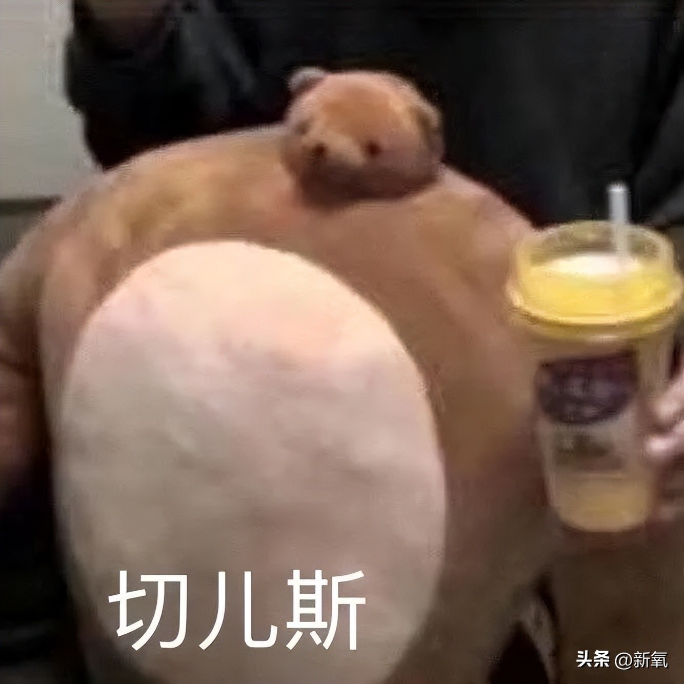 高碳减脂一个月变化,高碳还能减肥吗