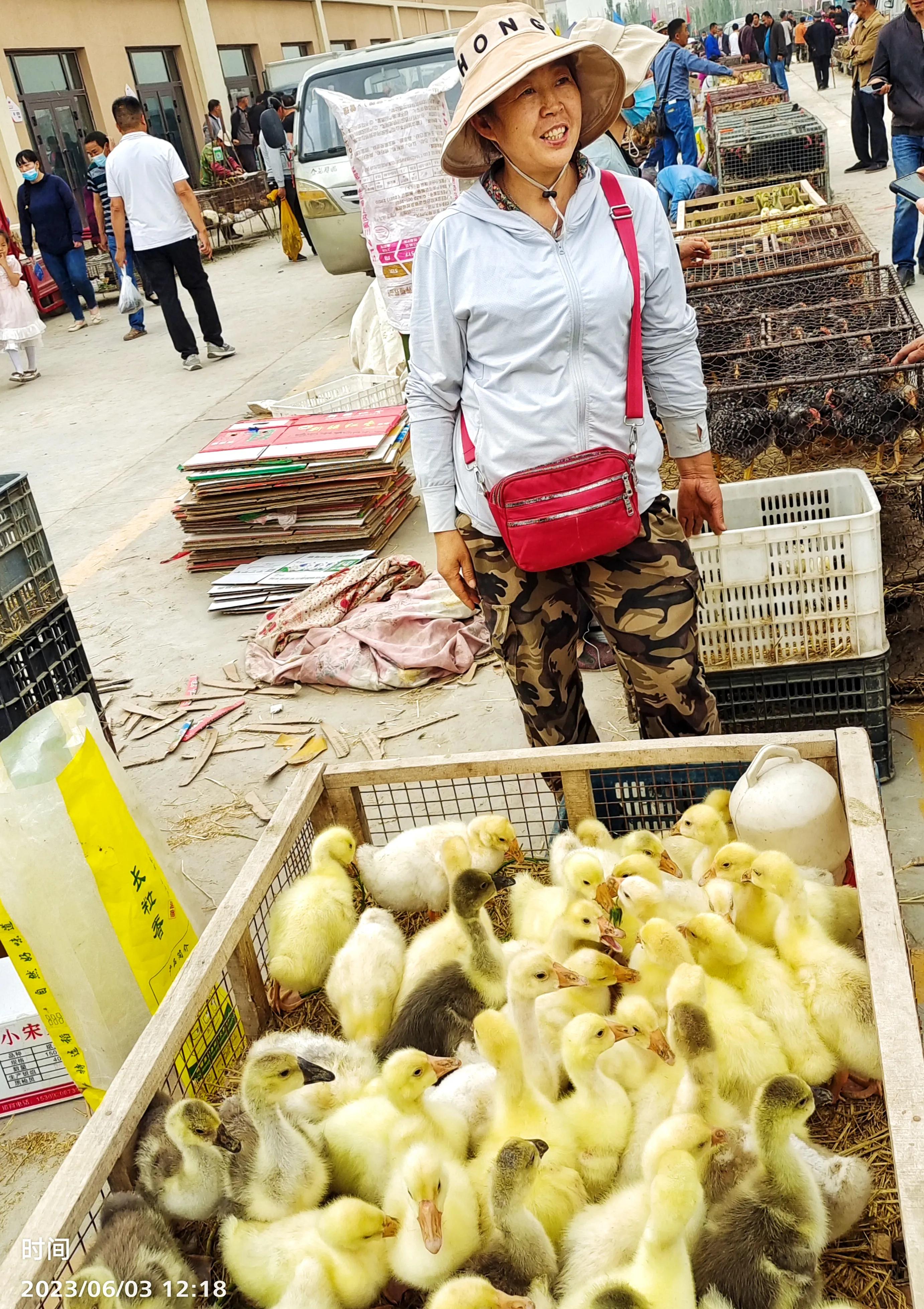 *疆新**温宿县家禽家畜养殖业成为当地农民增收致富的富民产业