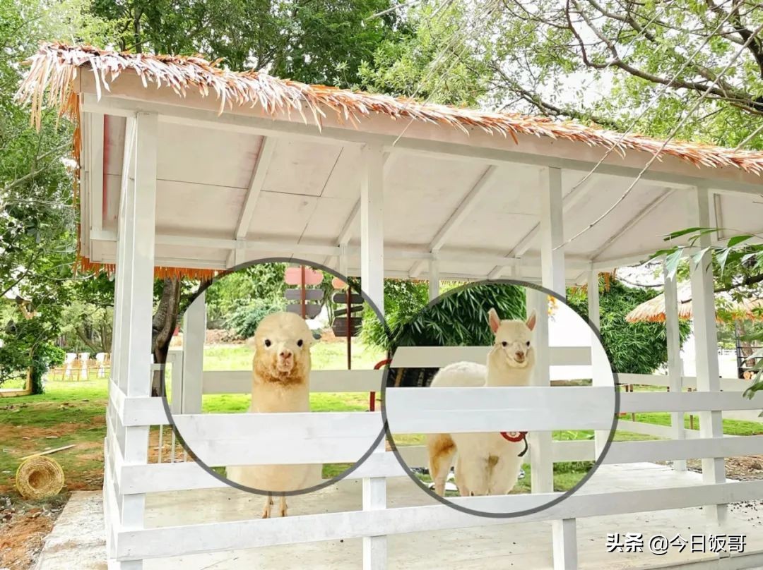 深圳海边五一亲子游赶海推荐,清明海边深圳攻略