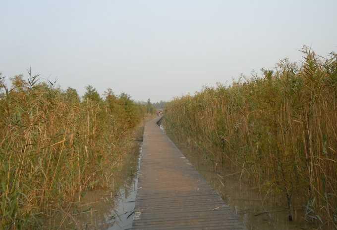 中国第三大岛崇明岛,中国第三大岛崇明岛现状