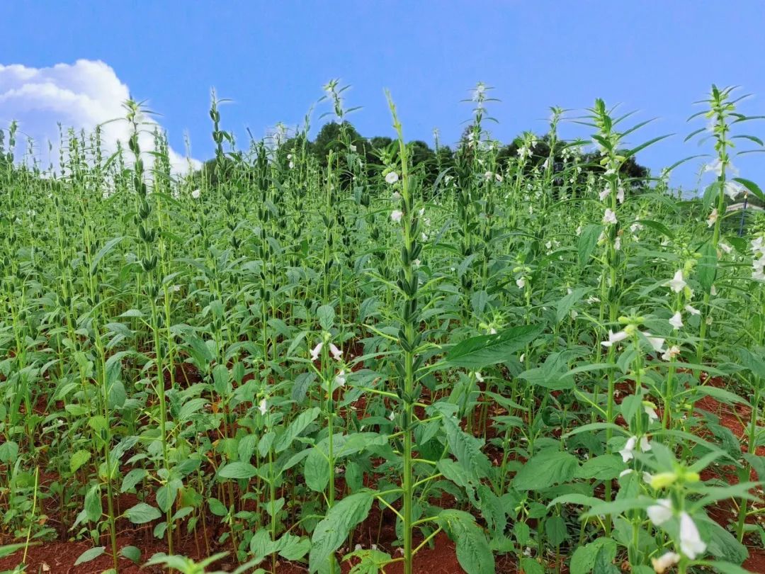 长康芝麻油有什么特征,长康芝麻油介绍