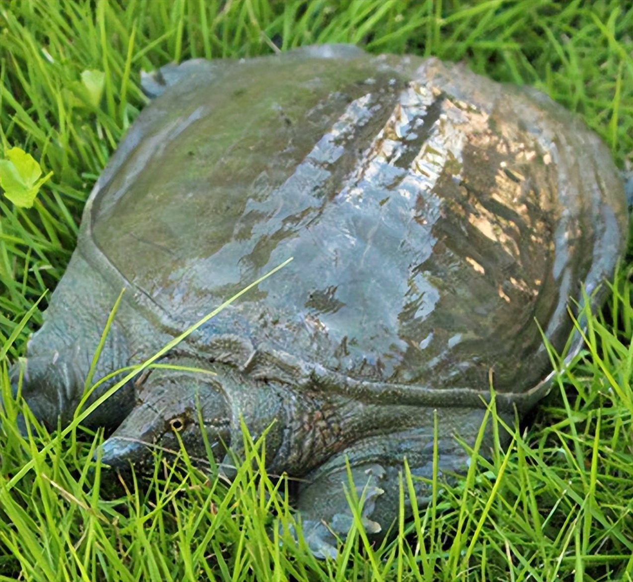 具有清热效果的药材薄荷,薄荷有清热降火的作用吗