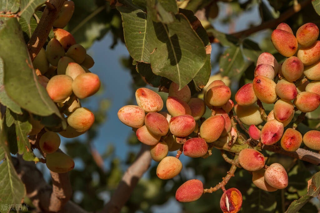 开心果是什么树果实为什么这么贵,开心果是啥树的种子有什么营养