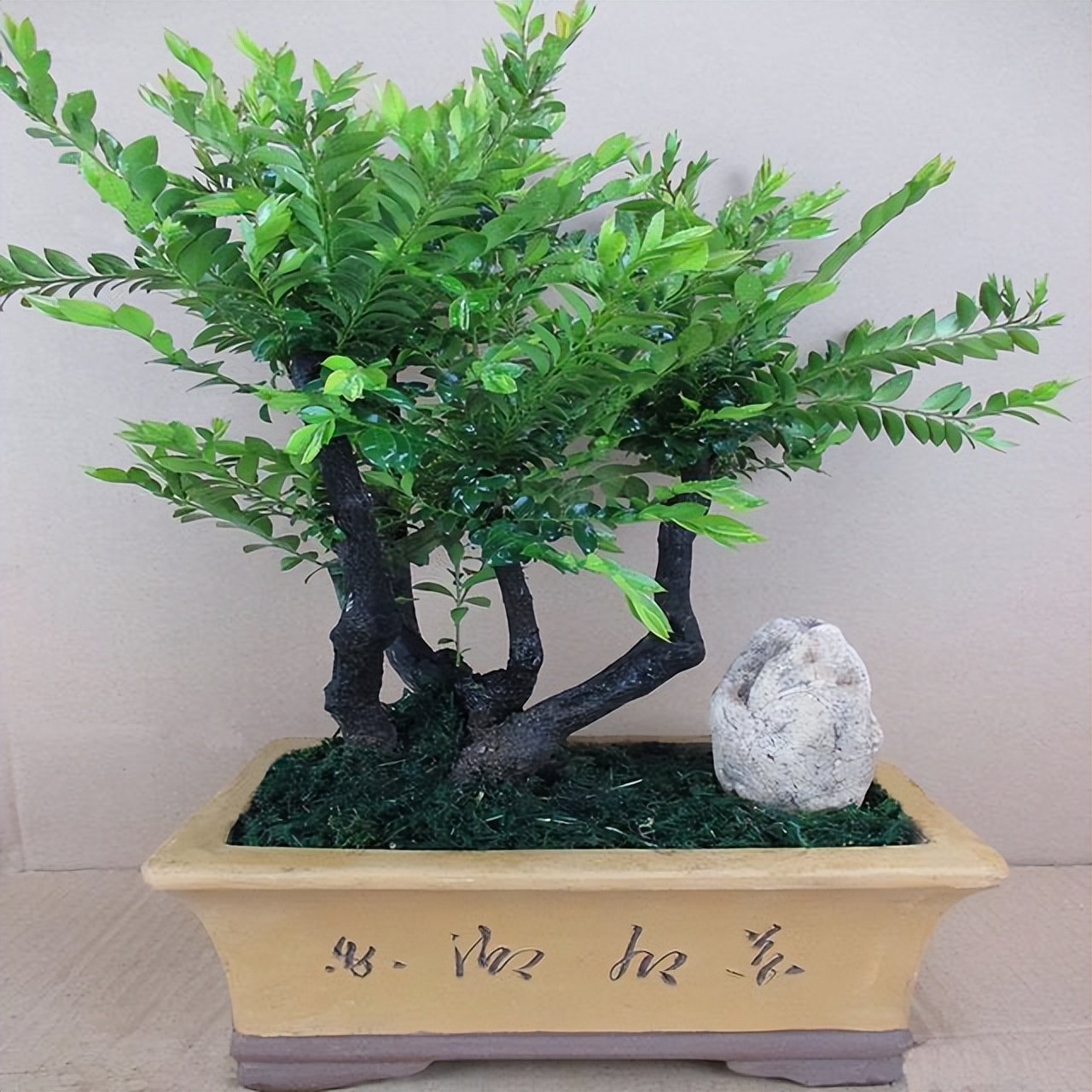 小叶紫檀木头驱虫方法,小叶紫檀怎么养护才能养得好