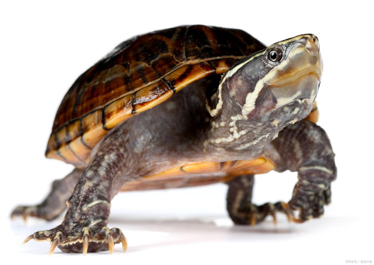 养龟玩繁殖可以赚钱吗,在家创业养龟能赚钱吗