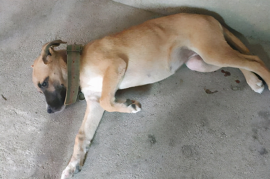 爱犬散步回家，把脚搞得脏脏的，怎么劝它洗脚呢？