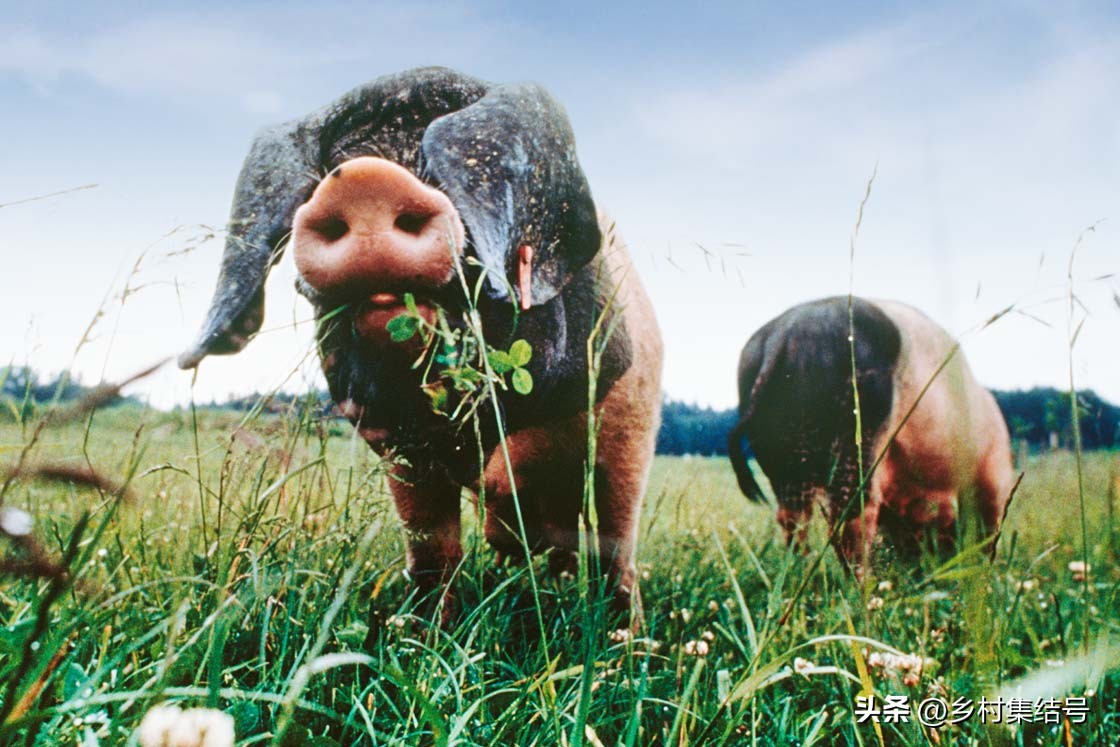 有机农场怎么做,有机农场怎么打造