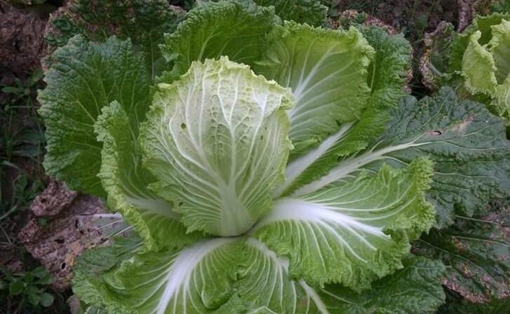 一夜间全村遭鬼剃头,山村鬼剃头真相