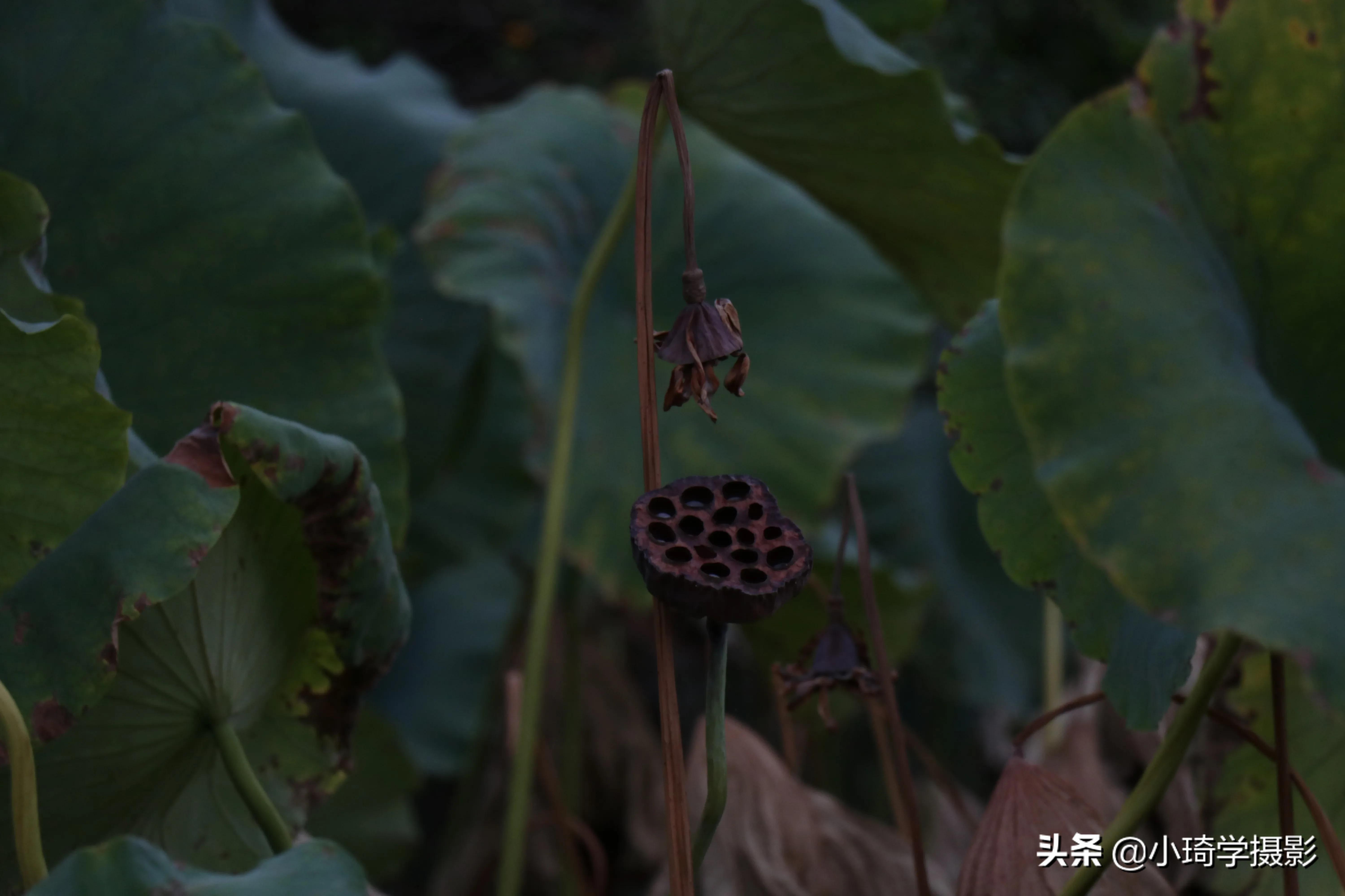 拯救废片的视频模板,拯救废片