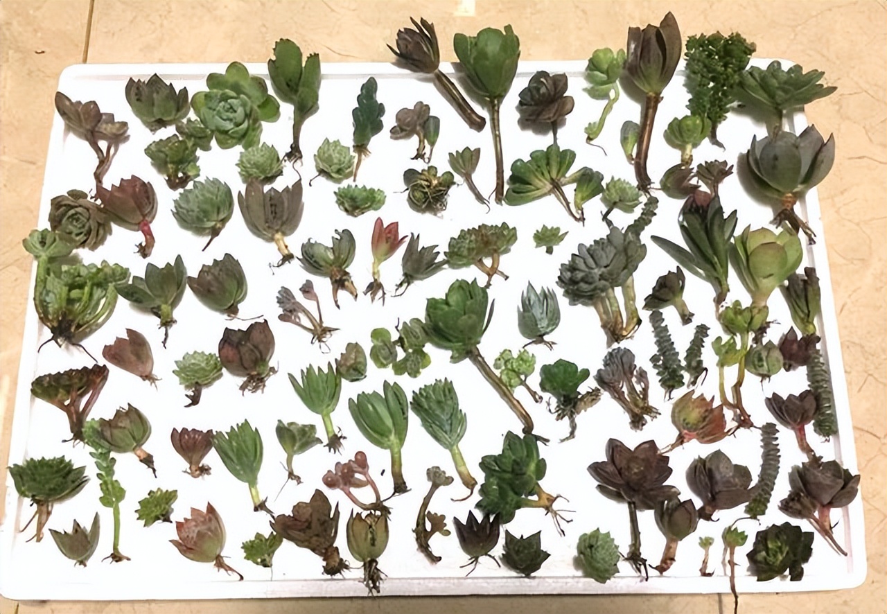 网购多肉如何快速种植成活,网购多肉植物如何入门养护