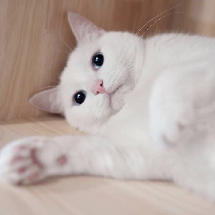 猫中二哈还真的与众不同,网友称为猫中二哈指的是什么猫