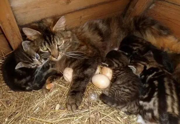 母猫妇科病怎么治,幼猫常见的疾病及治疗方法