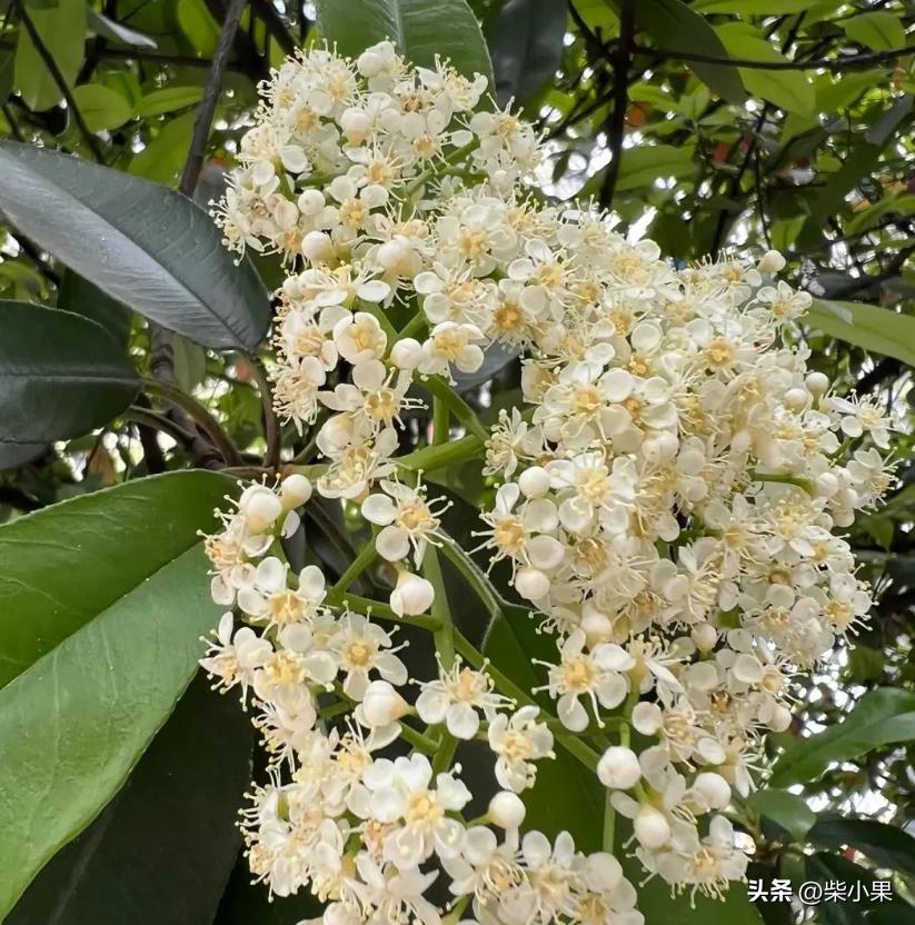 石楠花为啥那么多,石楠花为啥是生命之花