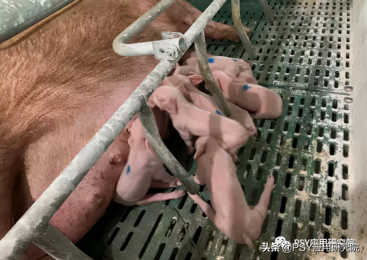 猪场母猪断配率标准,母猪断乳怎么管理