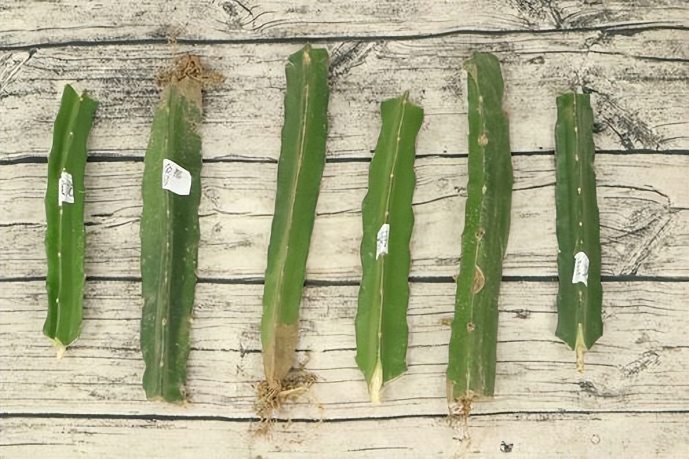 火龙果插枝越长越好吗,火龙果是幼枝插好还是老枝好