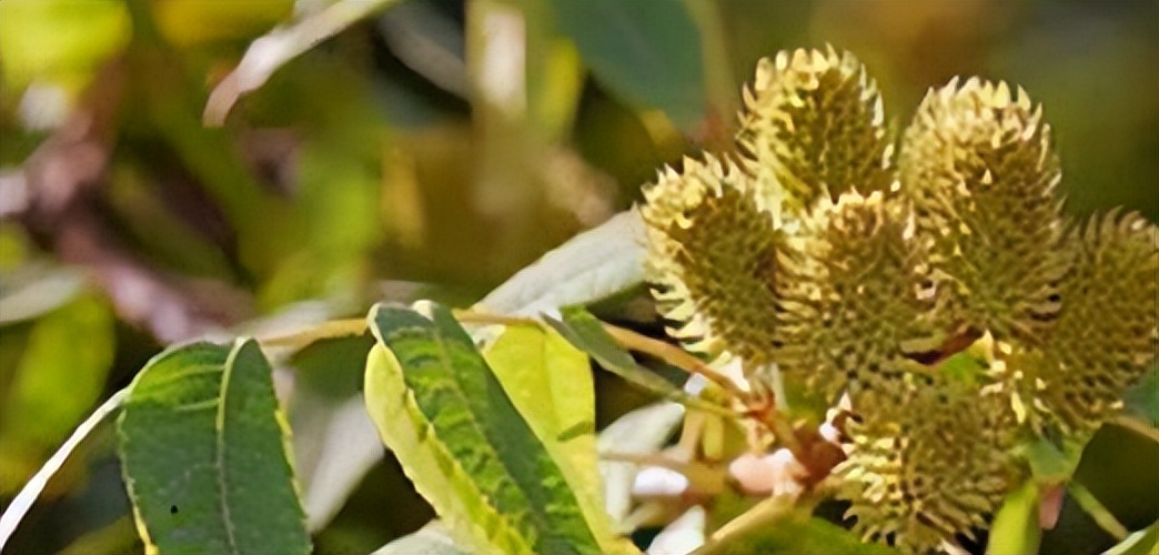 圆果化香有何化学成分？其活性分析有何成果？