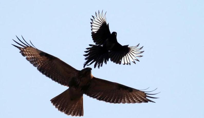 面包夹知识,面包夹心冷知识