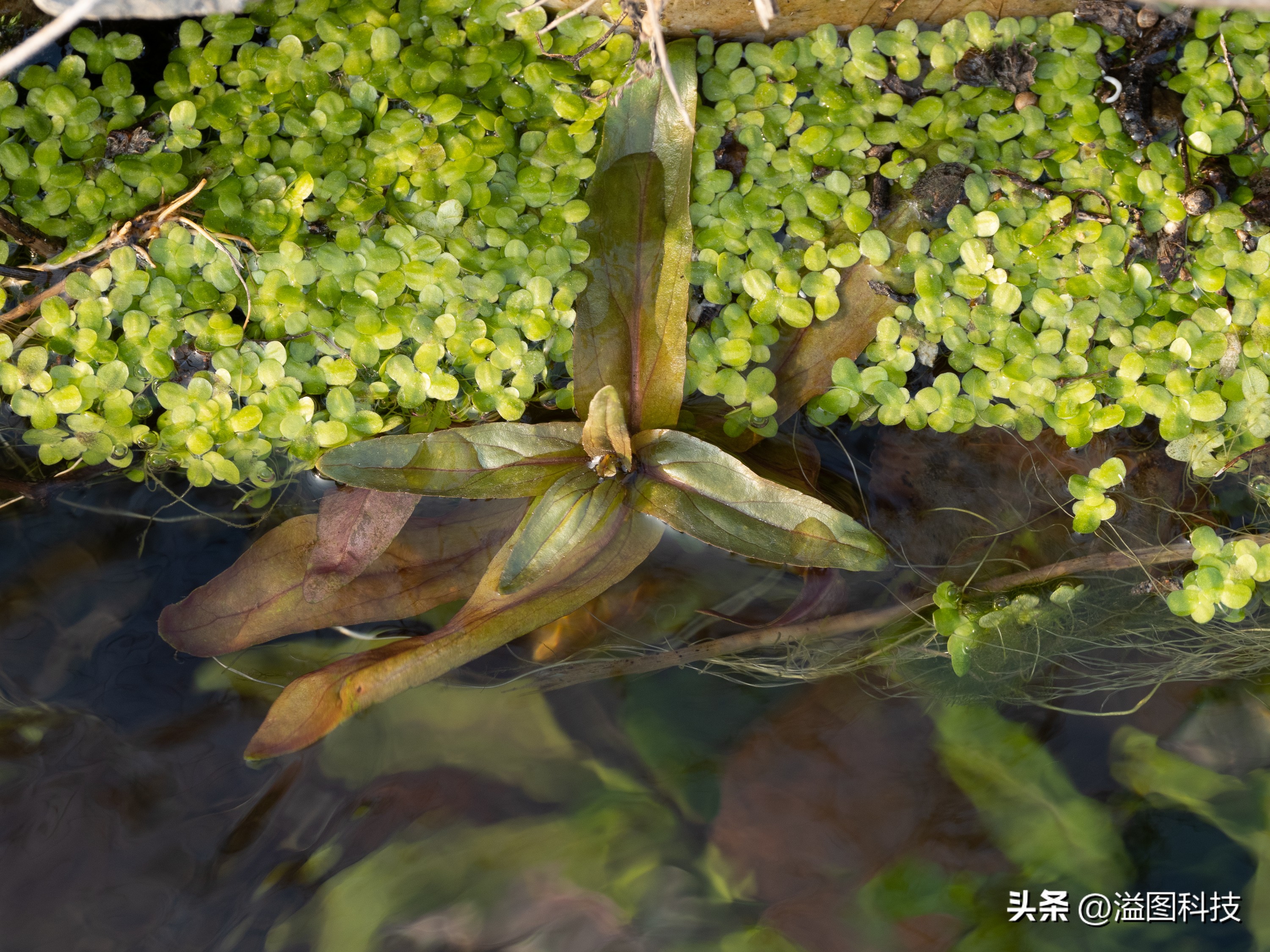 推介一款干活用的微单,新出的入门微单