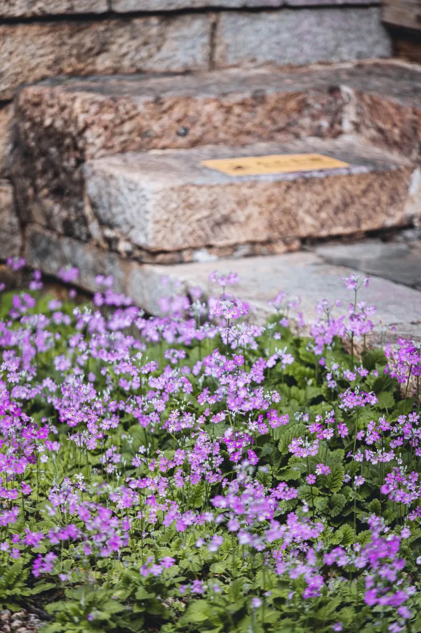 三多节丽江周边游,怎么玩转丽江