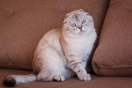 最贵的猫品种多少钱一只,2021年全球十大最昂贵的猫品种