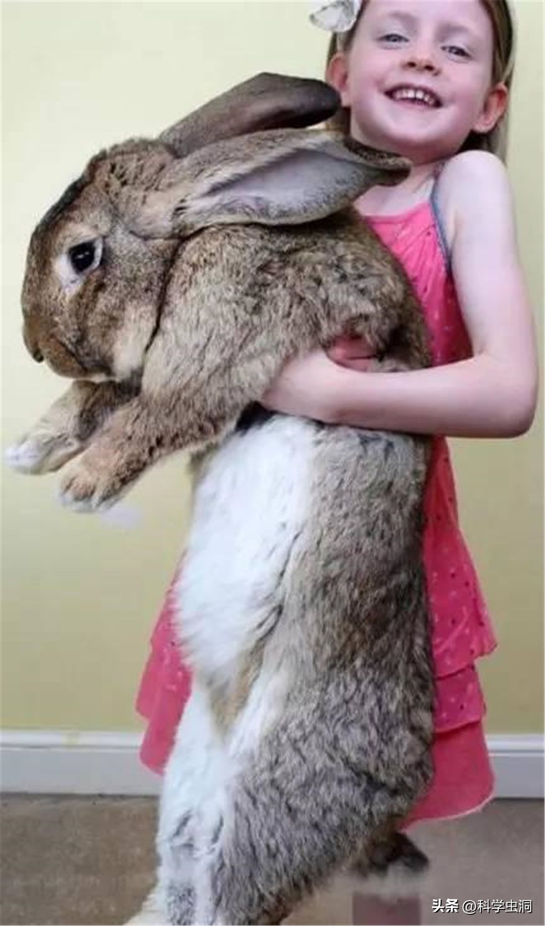 澳洲的野兔泛滥成灾的主要原因,澳洲野兔泛滥的时候究竟有多可怕