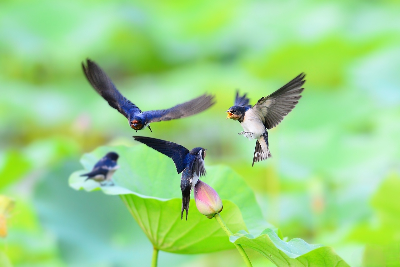 燕子筑巢被人看见,老人说燕子筑巢