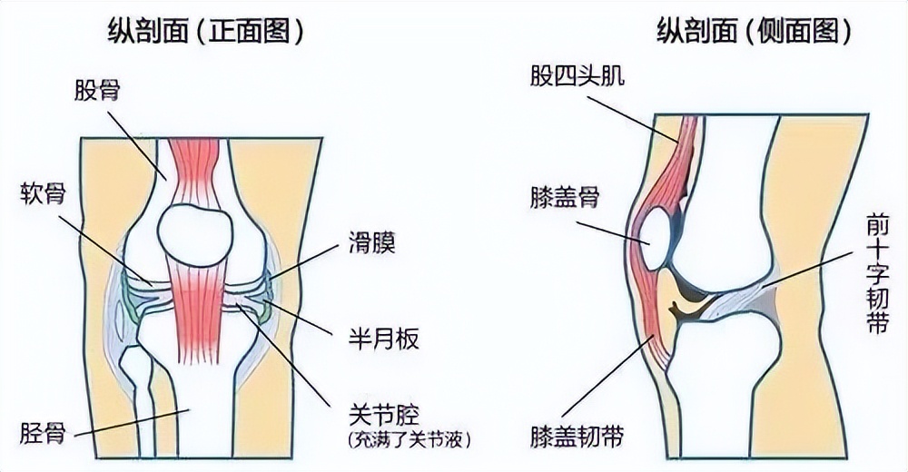 膝盖髌骨软骨疼痛部位对照表,膝盖下方胫骨疼痛部位对照表