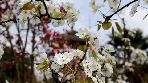 成都市区现实版桃花源记在哪里,成都公交可达的古镇