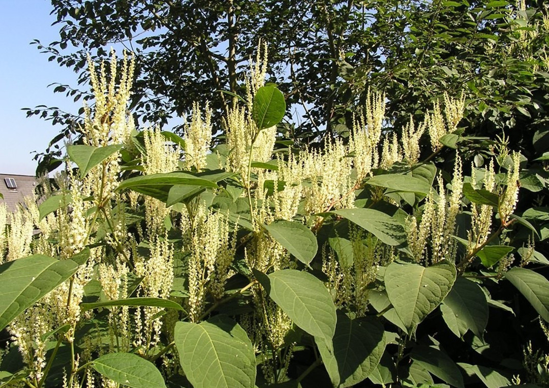 悬赏五百万抓鲤鱼,悬赏20万抓鱼