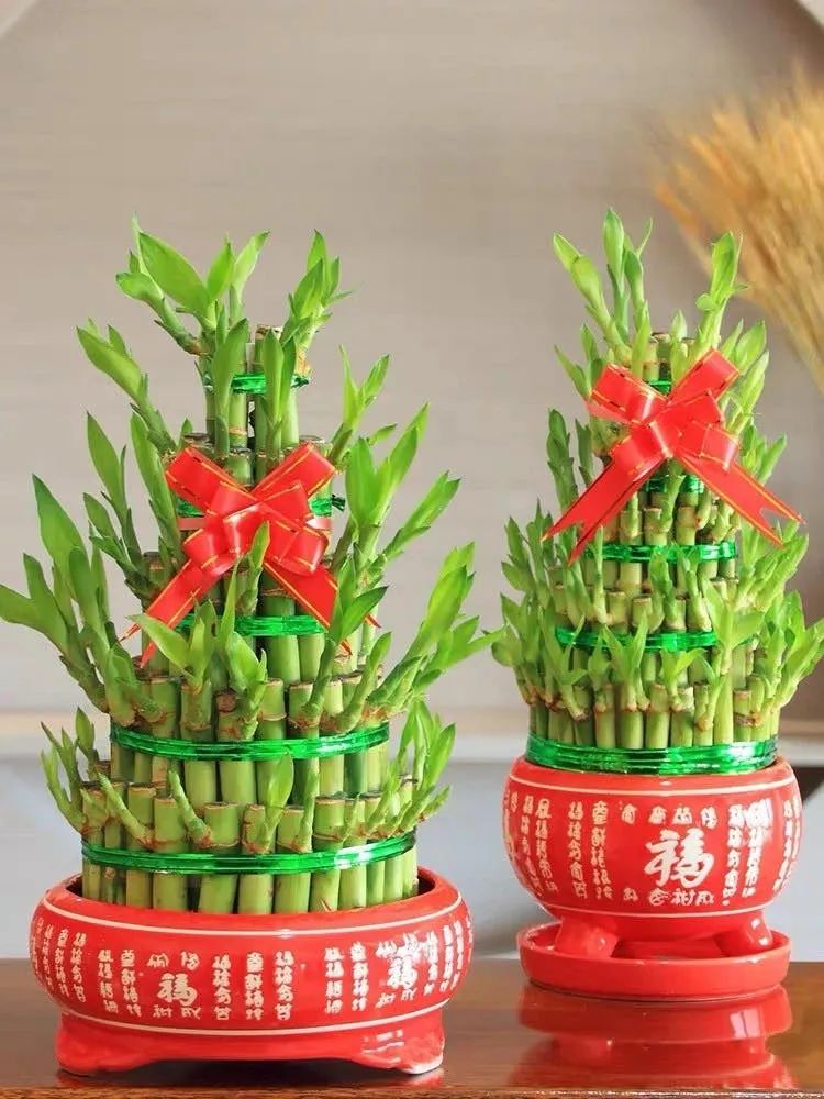 家里养什么花对睡眠最好,家里养什么花好对健康好一点