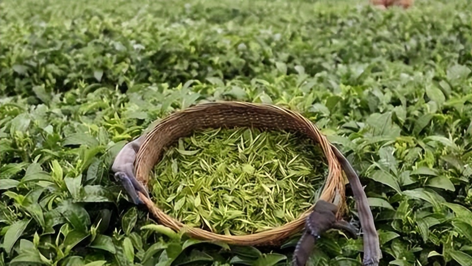 广西名特优农产品活动现场,广西农产品品牌介绍视频